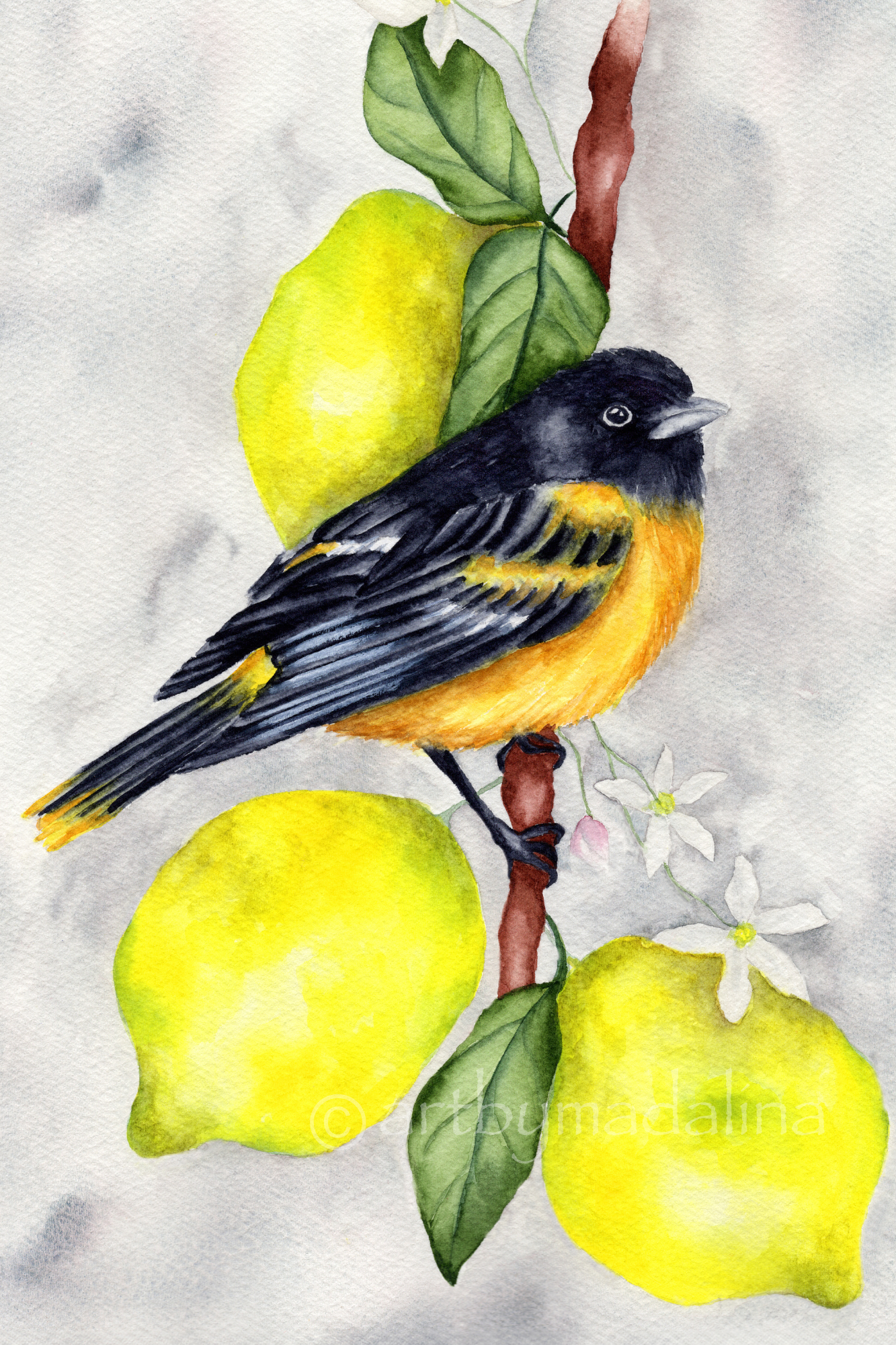 Oriole in Citrus Light Fine Art Print