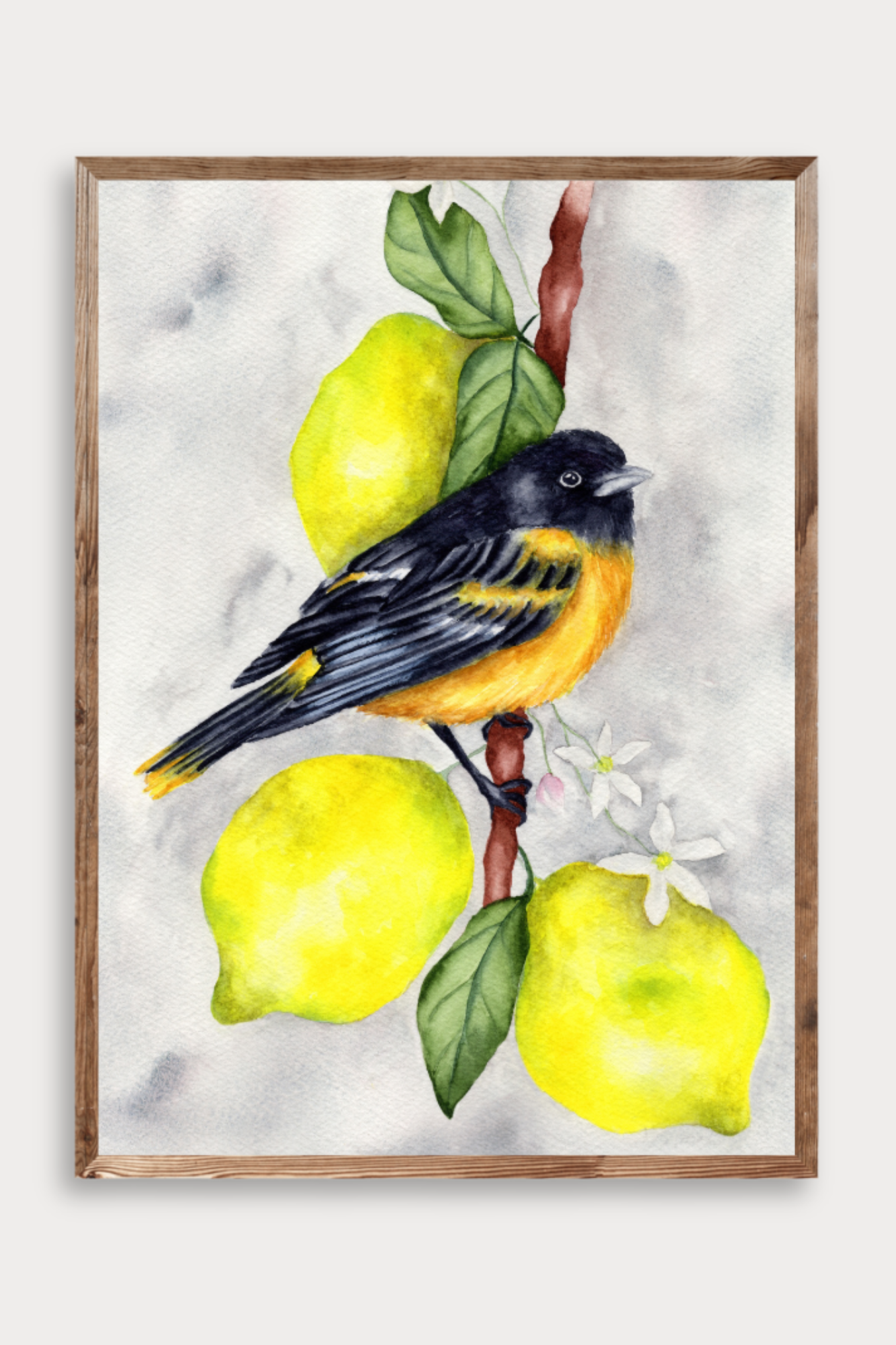 Oriole in Citrus Light Fine Art Print