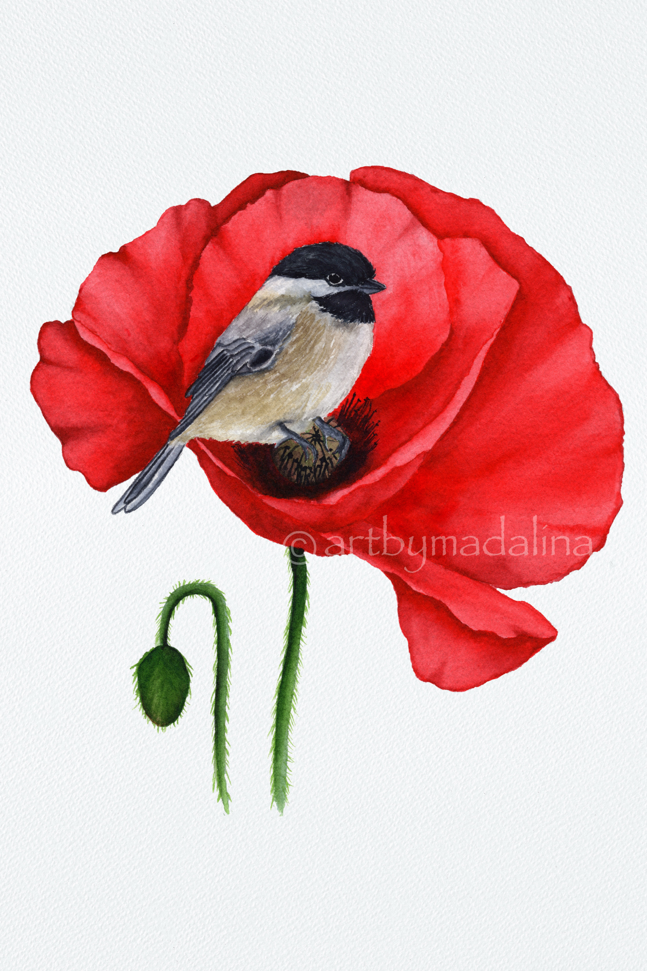 Poppy Whispers Fine Art Print
